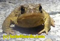 /home//u458753944/public_html/sourcegallery//Roxborough Toad Detour/2013-2019/2013/2013-04-09/P1120046.JPG